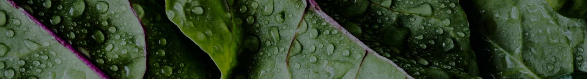 Hearder image wet leaves
